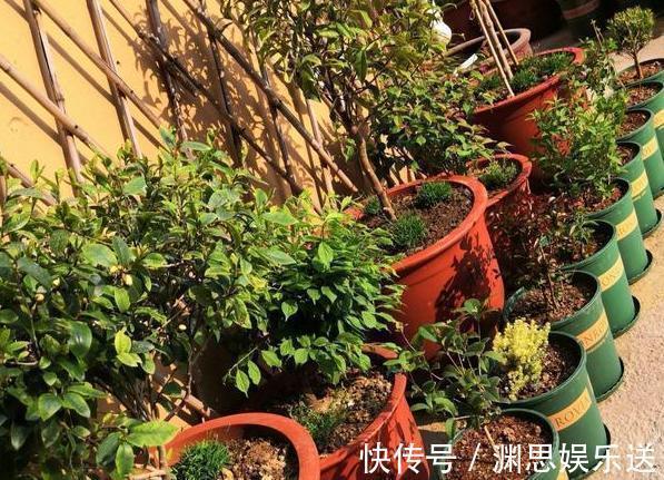 用啥水浇花长得快、开花多、虫害少3个妙招,省时省钱又省力