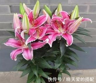 鳞茎|了解百合养好百合,室内花香阵阵,精神好