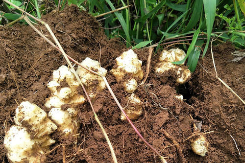 下饭|扔土里就猛长,腌咸菜是一绝,以前拿来下饭,如今想铲除却很难