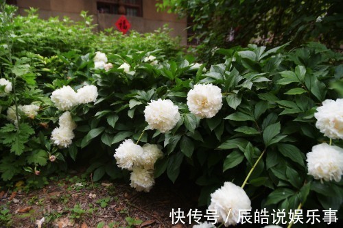 农民在自家院子里栽芍药,因为邻居的善意提醒,产生了心理障碍