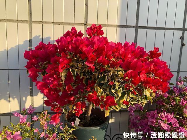 种花|垃圾桶中容易“捡到”的3种花,1分钱不花,养出几十盆,花开爆盆