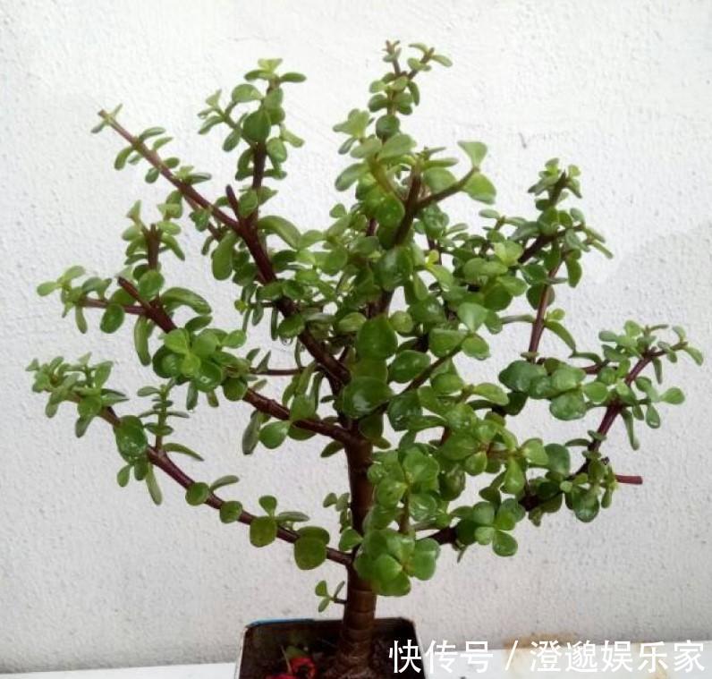 修剪|养了5年金枝玉叶修剪学点小方法,新芽嫩叶蹭蹭往外长!