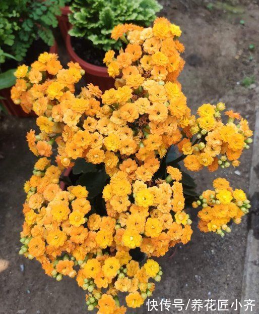 光照|入秋以后，长寿花不要着急开花，先“复壮”再促花，持续开到夏季