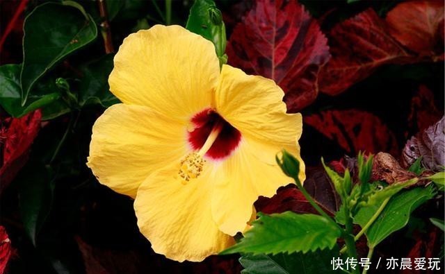 为了一盆花,家人关系彻底破裂,花有什么错?