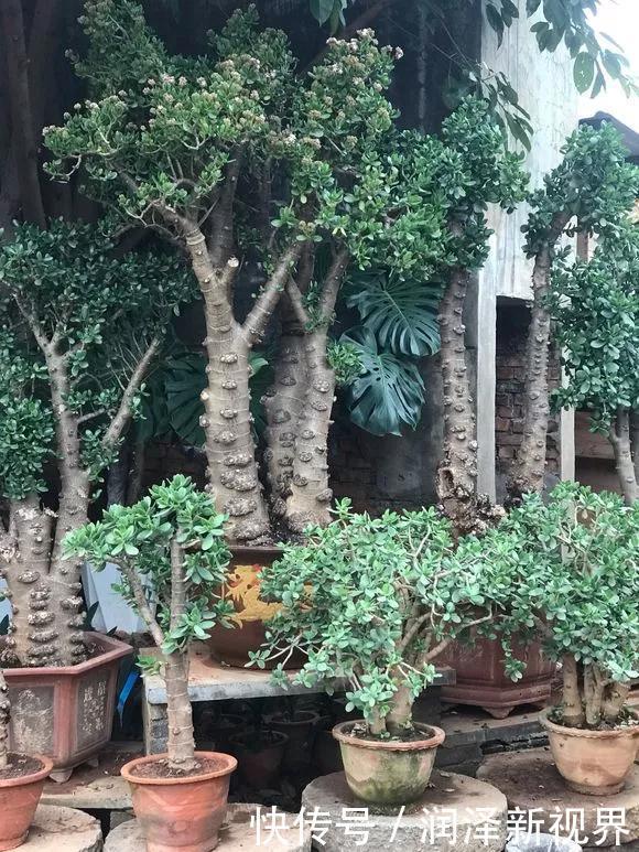 烂根|20年的玉树,10年的芦荟,枝干“胳膊粗”,是这样养成的