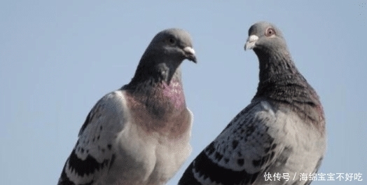 鸽子汤|杀鸽子为什么不能放血，必须要用水淹死？说了你可能不信！