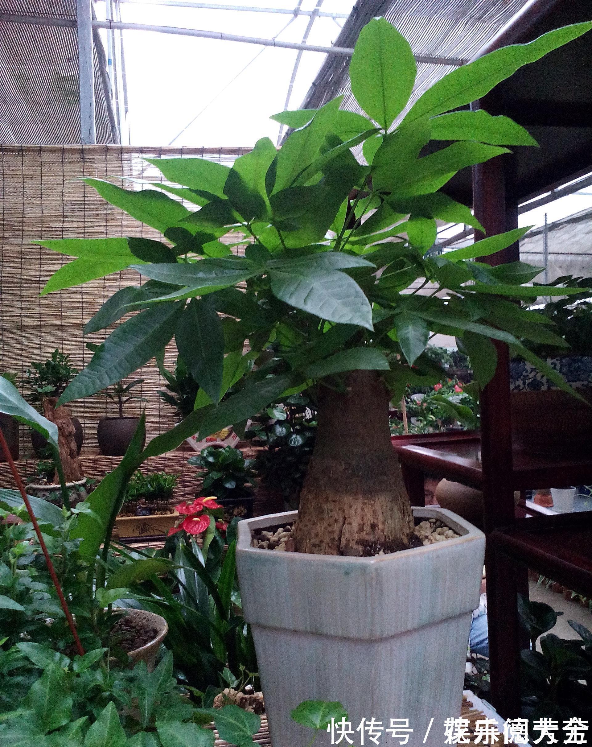 罗汉松|7种“转运花”,家里养一盆,漂亮又吉利,还有好运气