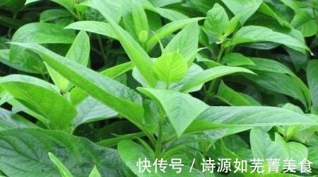 人参|农村一种“绿叶子草”，很多人当杂草不认识，其实学名叫“玄参”！