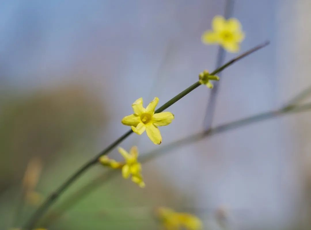 古城|春到同济！太（you）爱（fu）了（li）！