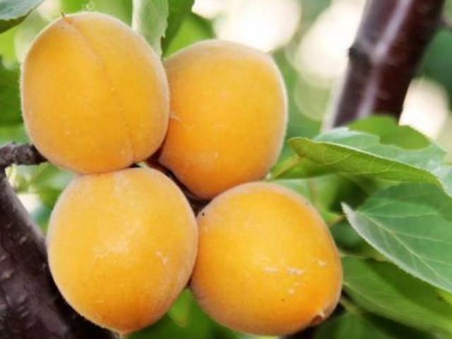 父母|父母尽量让孩子少吃这4种水果，尤其是最后一种，大人也得少吃