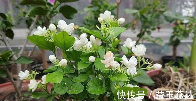 土壤|养茉莉花，做好“2点”，浇水跟上，四季不断长，开花就爆盆