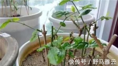阳台|学会这9个扦插绝招,插啥活啥,蹭蹭长出大白根,阳台多的放不下