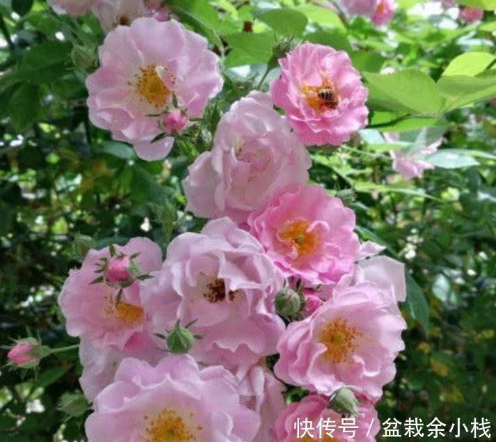 家里养上3种花,不见叶子只见花,花姿妖娆,四季繁花似锦