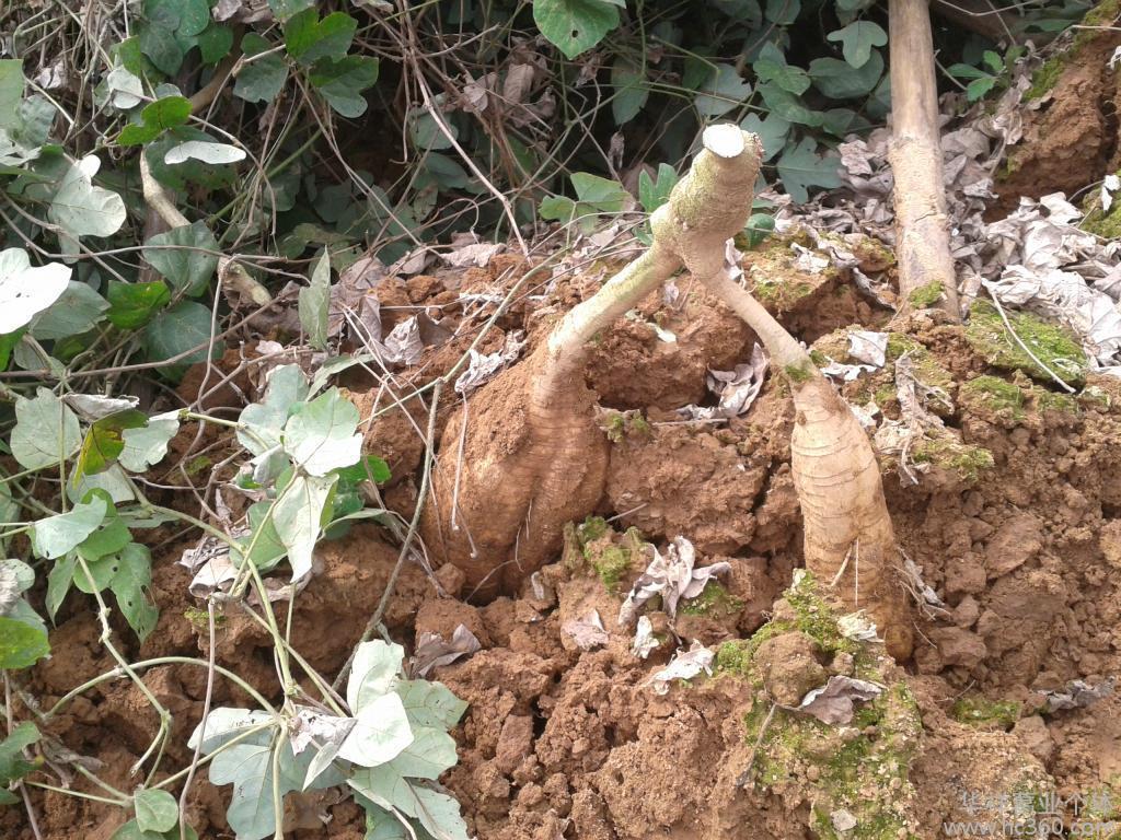 根茎|农村一种不被人注意的小花,根茎竟是千年人参,遇到千万不要错过