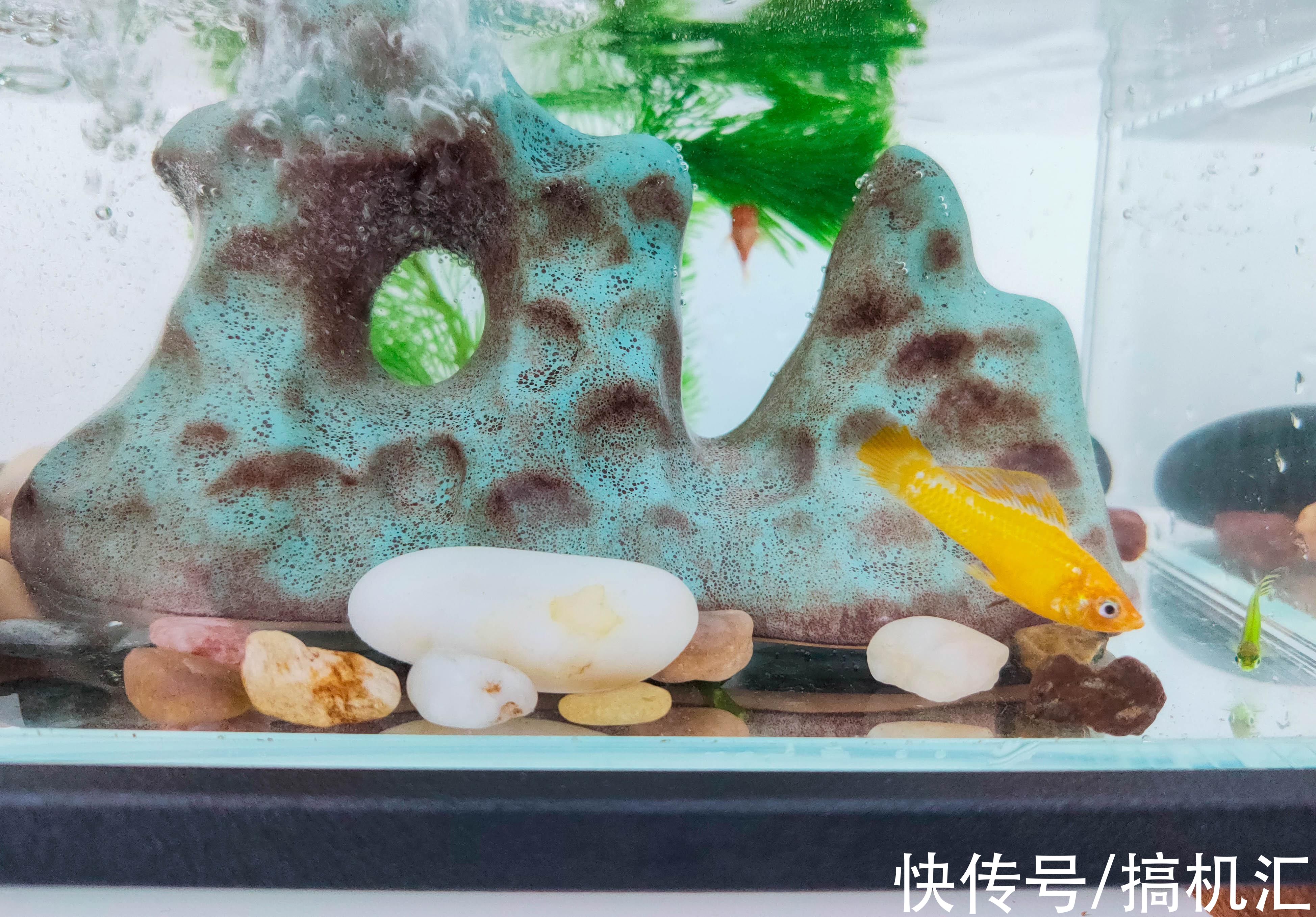 天空之城+流水造型，MOMOYOO水光山色鱼缸体验：萌新养鱼记