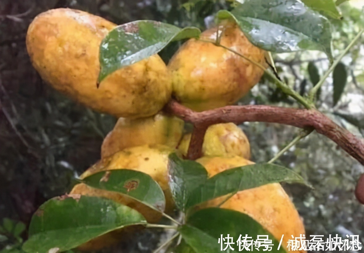 李医师|营养价值高的3类食物，不妨常吃，帮助消化、清理肠毒、健脾安神