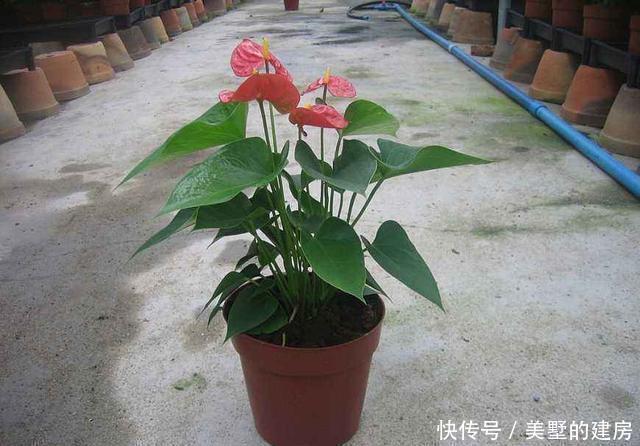 这三种花千万不能晒,一晒就变黄,再也救不过来