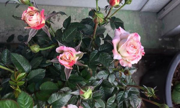 养花试试这款，美丽而浪漫的色调就像一个来自天空的仙女