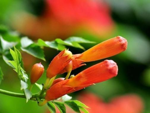 此花是最为热情的母亲之花，是对母亲的爱，还是名花