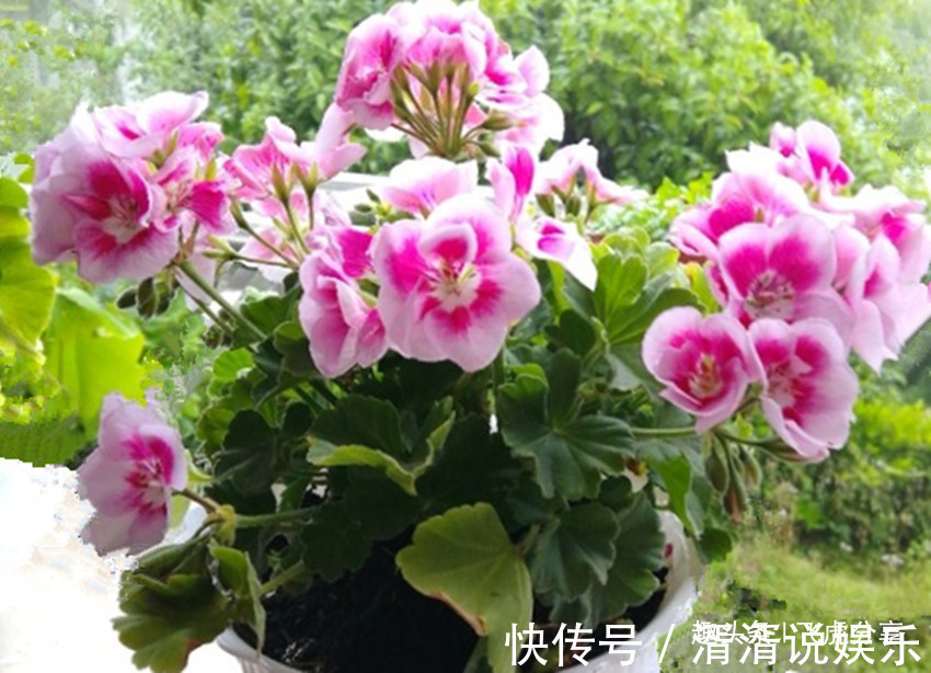 病弱|养花应注意，三种水不能浇，三种肥不能施，不然就会出问题