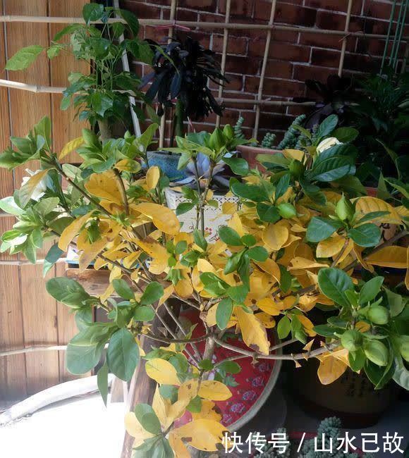 入夏|入夏后,5种花是“大水牛”,2天不给喝水就蔫给你看