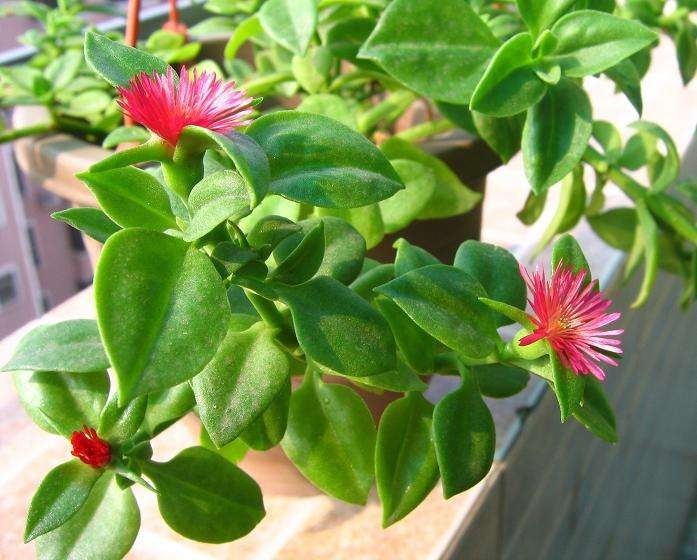 叶上爬满小金鱼这款吊兰贼好养,用它喷一喷就开花!