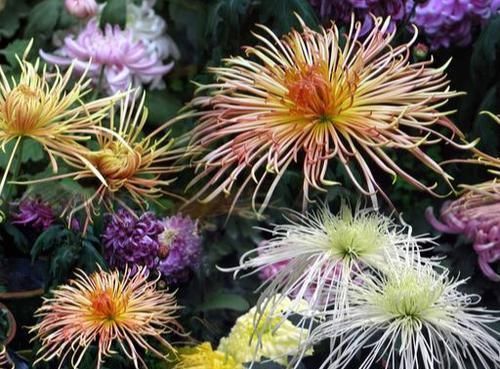 爆花|5种“耐寒花”，趁着秋天种一盆，爆花3个月，冬天不寂寞