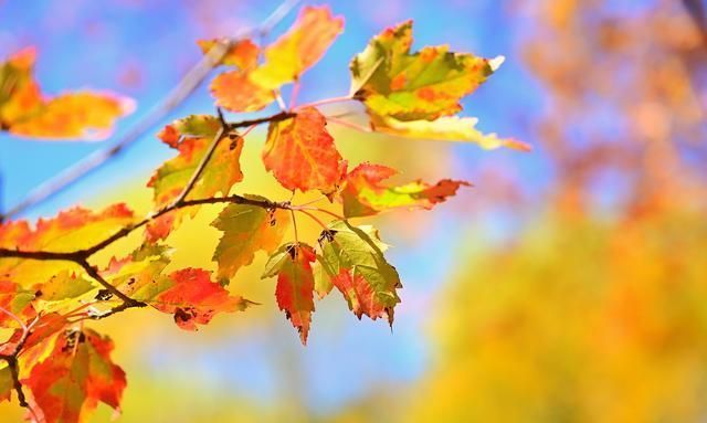 莲藕|进入秋季,这几类食物要多给孩子吃,防止娃肺燥导致咳嗽