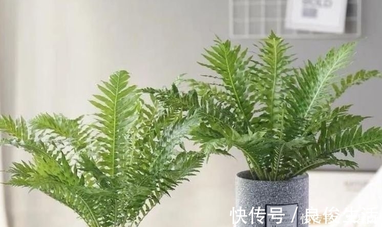 漂亮|客厅最适合养3种花,漂亮还能“旺财、旺运”,一养就上瘾