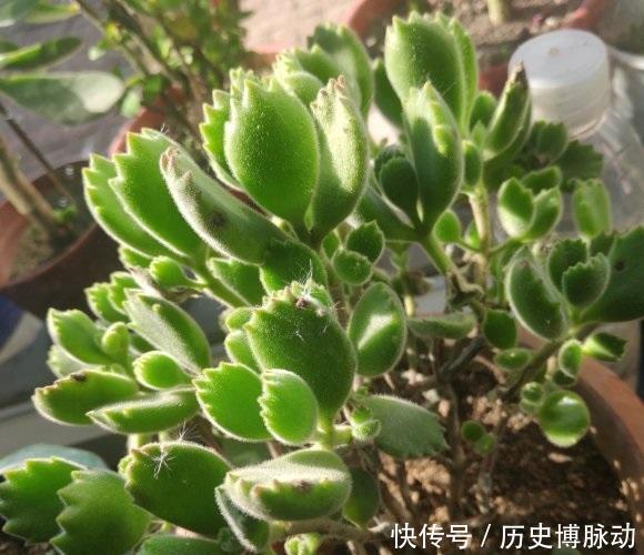 养多肉,杀菌不可少,利用好杀菌剂,养多肉不烂根,没有虫害