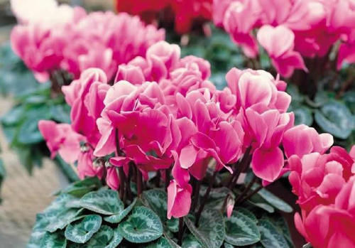 养人|室内养什么植物“风水”好?此6种盆栽,人养花,花亦养人