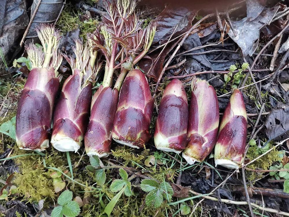 此树满身刺，但树芽却是极品野菜，营养不输人参，出口80元一斤