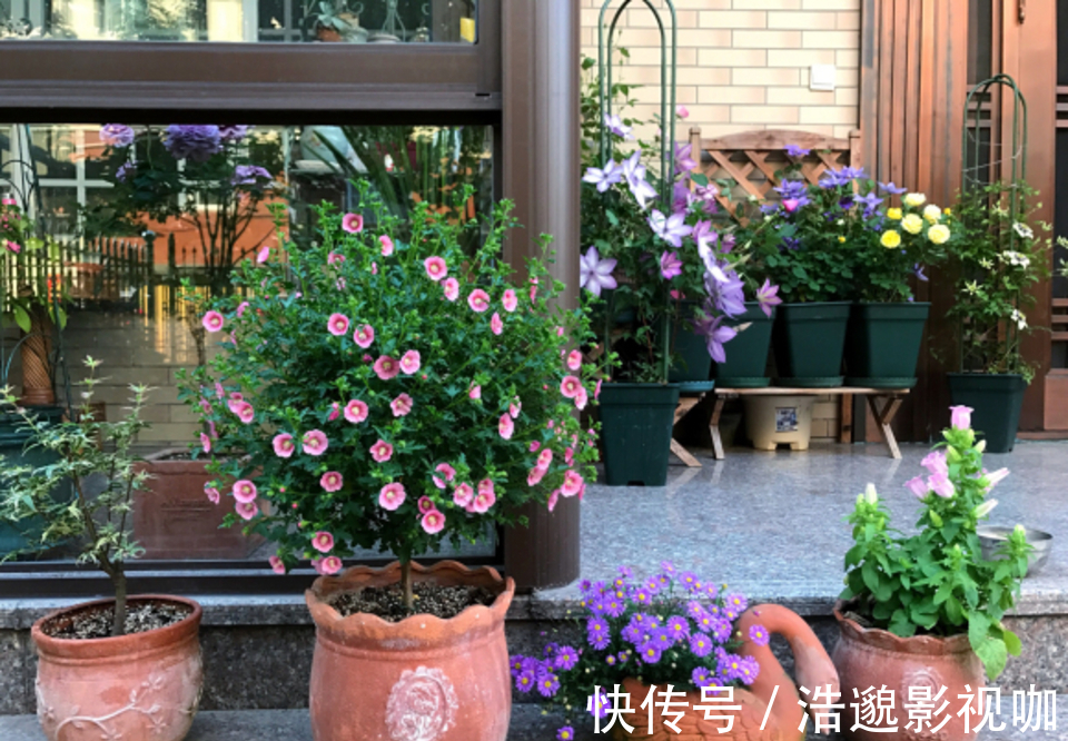 这些“垃圾”不要扔,用来养花“一级棒”,肥的流油,环保又省钱