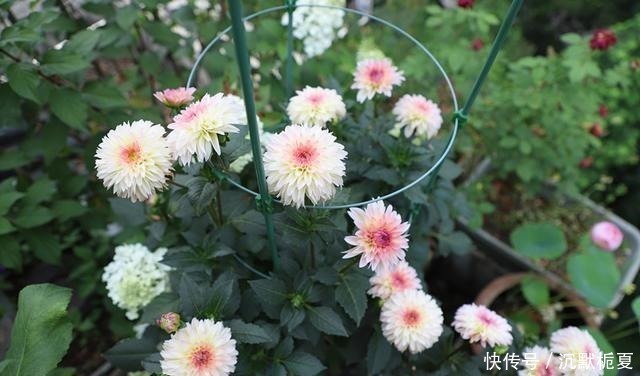 牡丹|一款很漂亮的世界名花,不输牡丹,花期长,植株低矮,盆栽也可以!