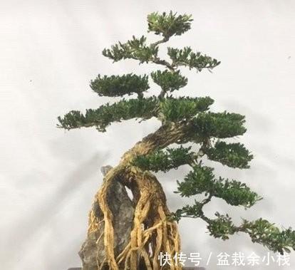 盆景|家有小院,三种树安排上,既招财还有面子