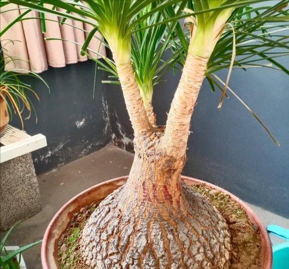 漂亮|6种漂亮花,自带“储水器”,一个月不浇水,旱不死,不妨碍开花