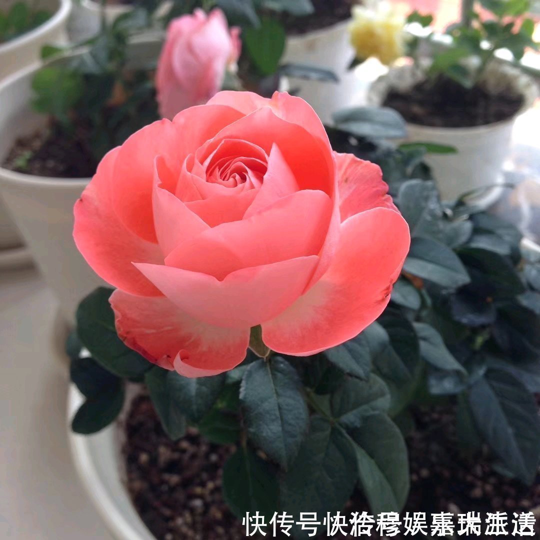 此花是世界名花，花美不输玫瑰，周年开花，养护容易，是盆栽佳品