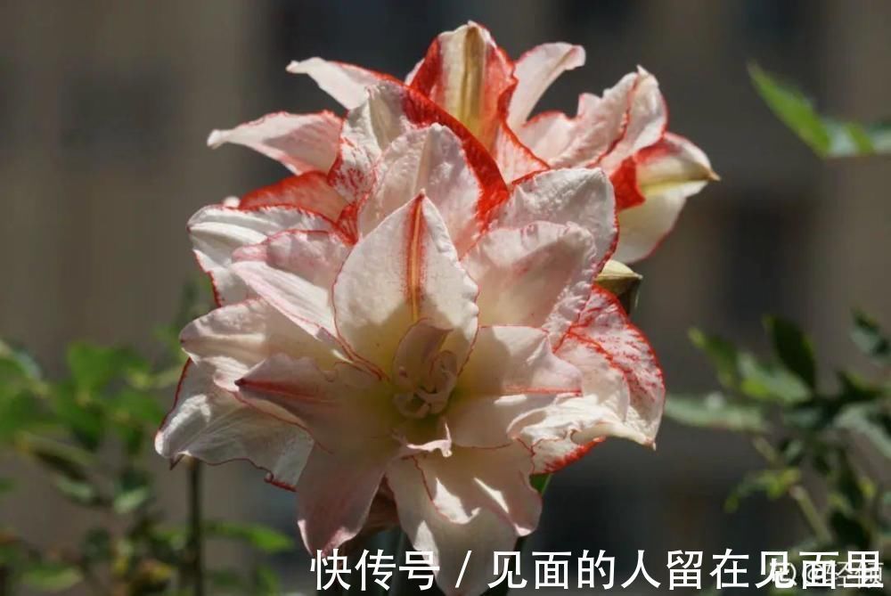 土朱|朱顶红埋土里,如何能年年开花,球变大、变多?