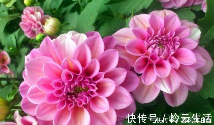 家养几种植物,阳台开出花海,花色繁多易爆盆,娇艳欲滴美极了