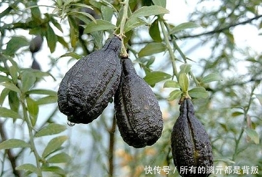 吃货|中国市场没有上市的3种水果,1个比1个奇葩,见过1种都是顶级吃货