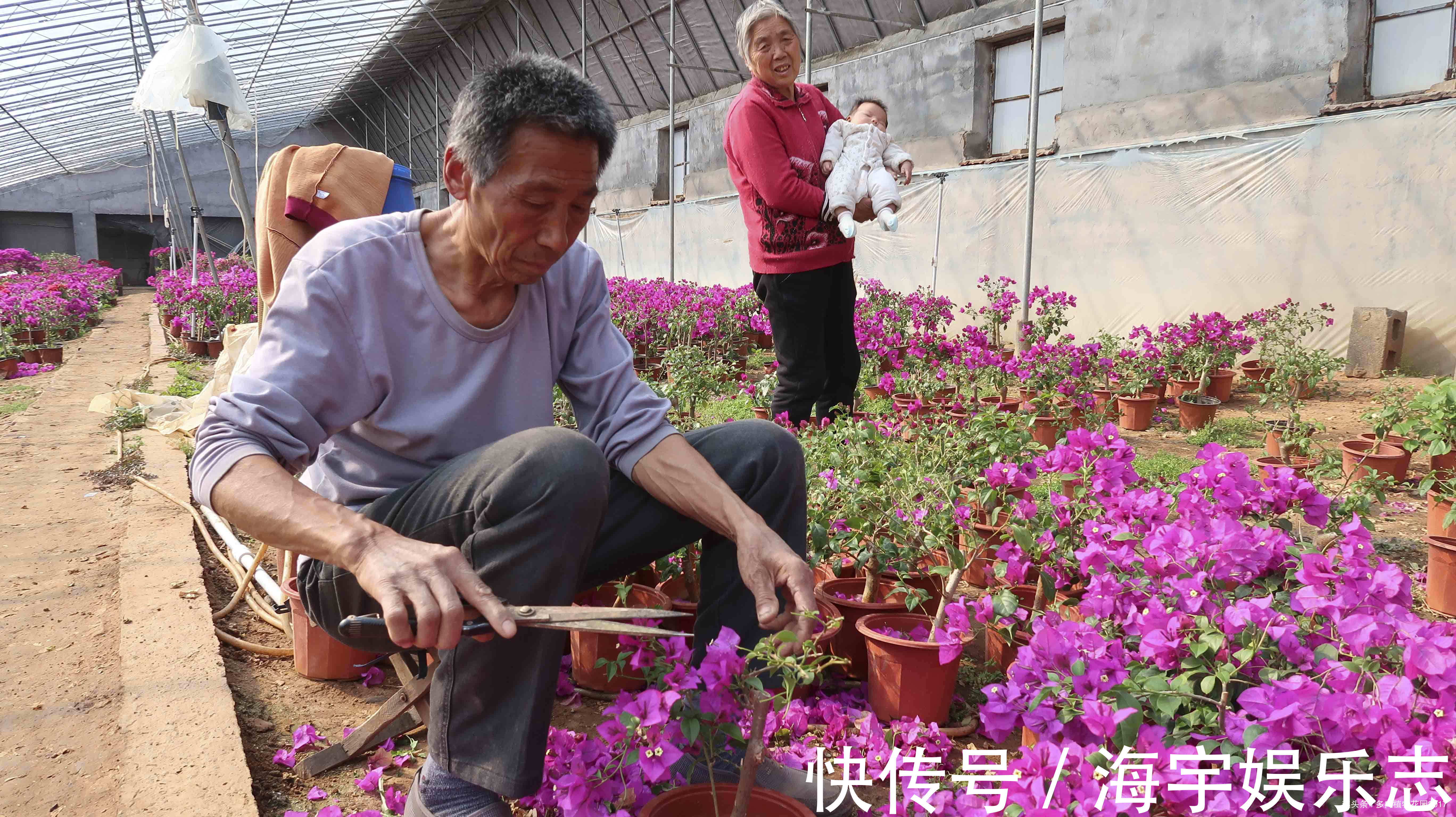 花都|三角梅正是开花的时候,花农大爷却把花都剪掉了