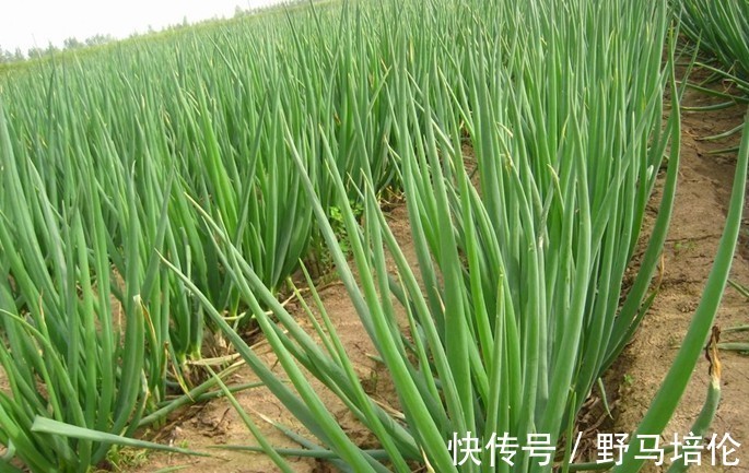 抗菌|老中医提醒大葱要少吃,最好别吃!赶紧告诉家里人!