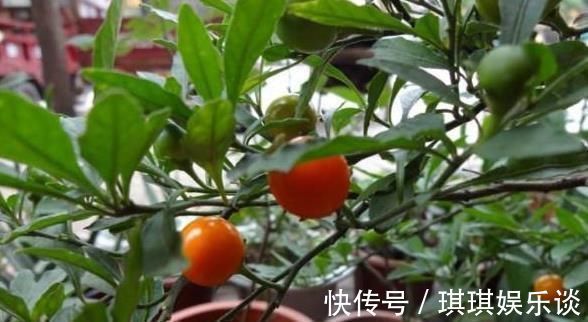 养花不如种这“果”,沾土就活,阳台种一盆,果子挂到来年3月