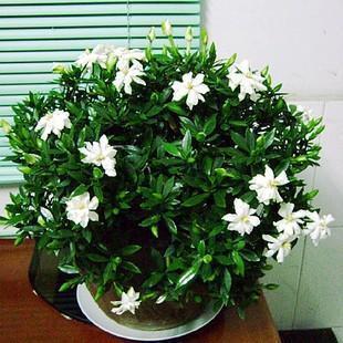 花朵|栀子花修剪，看准”角度“，准确下手，戳中花穴，花朵开不停