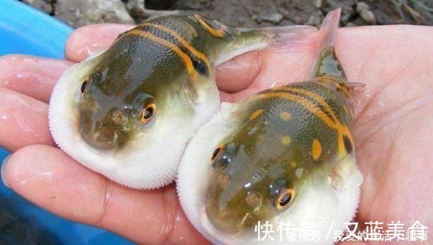 天赐|它是“天赐的良药”,不能生吃,4块钱一斤,炒着吃太香了!