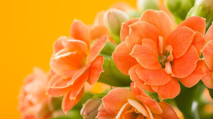 修剪|长寿花秋季怎么养才能长势好,有些细节千万要注意