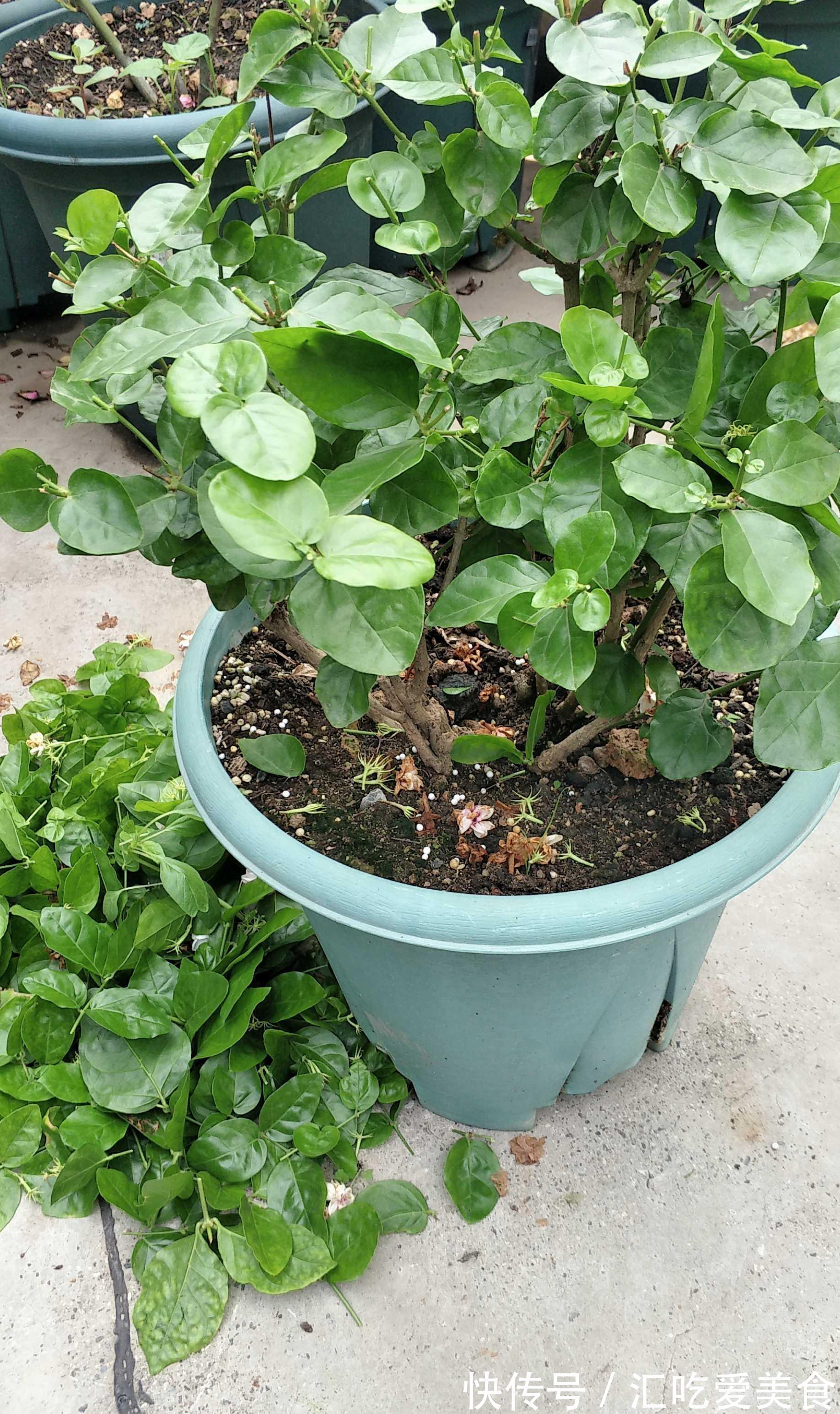 秋末了，别再用夏季的养殖方法养茉莉花，换一种方式，越冬无难度