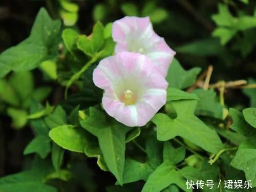玉米田里的“恶草”，农民见到就烦，但嫩叶却是上佳野菜，别错过