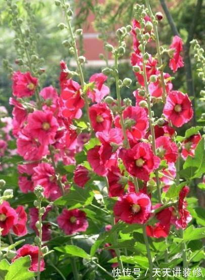 有个小院子,定要种上2种漂亮花,开出一片花海,美极了