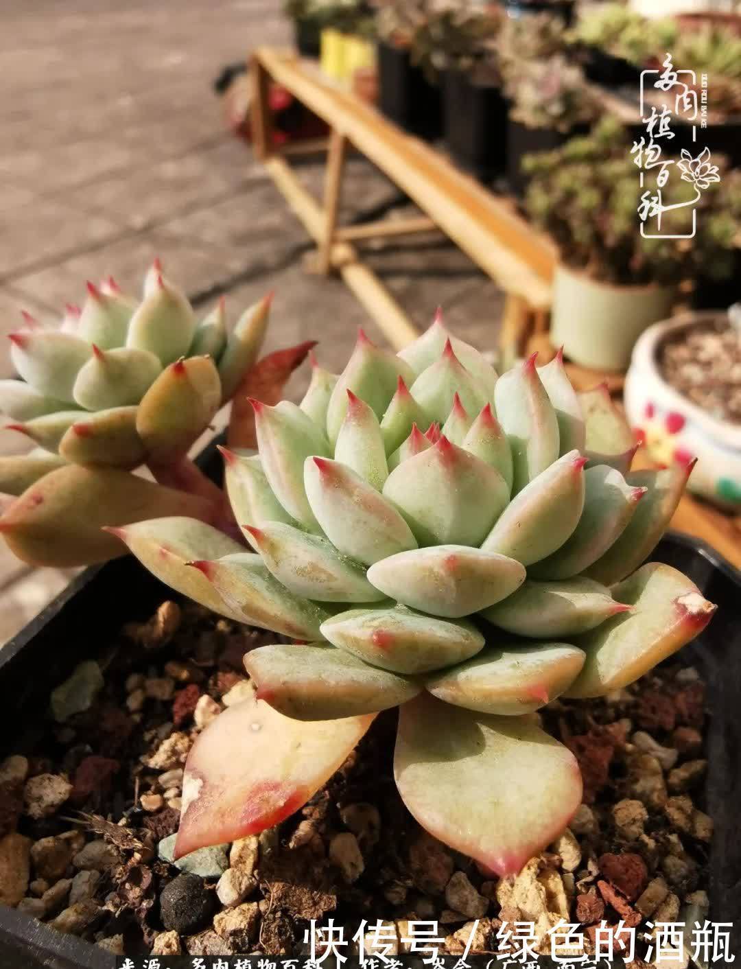 无关利益，不计得失，多肉给了我不一样的感受温暖的方式